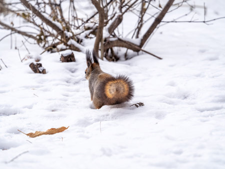 A rear view of a squirrel in gray winter coat against the snow background. The magnificent tail of a...