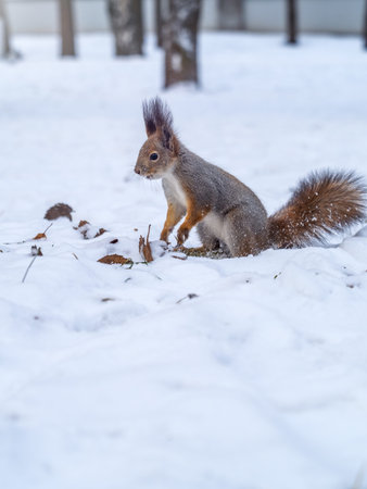 Squirrel hides nuts in the white snow. Eurasian red squirrel, Sciurus vulgaris
