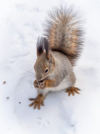 The squirrel sits on white snow with nut in winter. Eurasian red squirrel, Sciurus vulgaris. Copy...
