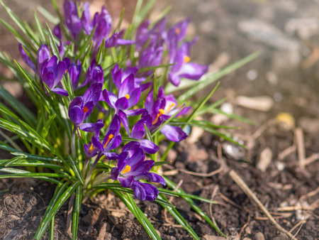 Purple primroses with green leaves on bare ground. Blooming purple crocus on bare groundの写真素材