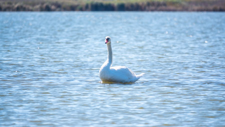Graceful white Swan swimming in the lake, swans in the wild. The mute swan, latin name Cygnus olor.の写真素材