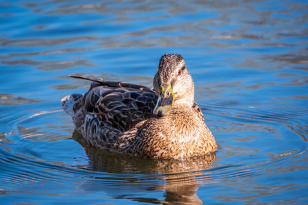 Duck swims in the pond. Portrait of a female of duck on the water. Mallard, lat. Anas platyrhynchos, femaleの写真素材