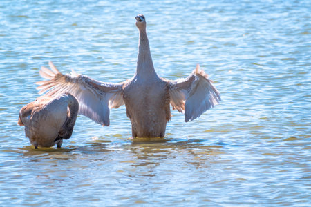 A young brown colored white swan flaps its wings on the water. White swan is flapping its wings...