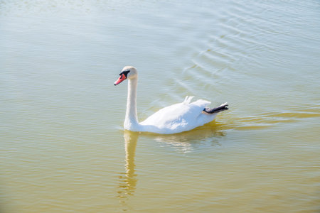 Graceful white Swan swimming in the lake, swans in the wild. Portrait of a white swan swimming on a...