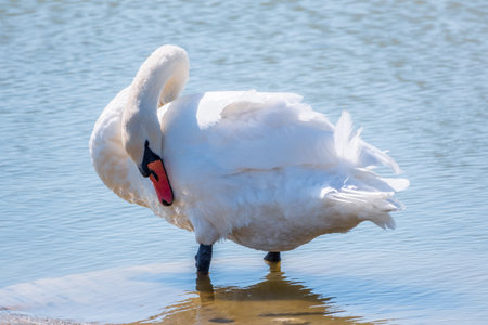 Graceful white Swan with a red beak stands on the bank of a pond. The mute swan, latin name Cygnus olor.の写真素材