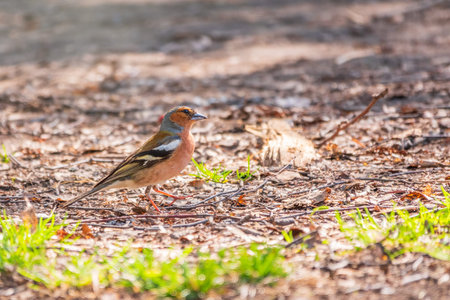 The common finch, Fringilla coelebs, sits on the ground in spring. Beautiful forest bird Common...