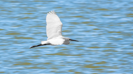 Little Egret in Flight. Small White Heron, lat. Egretta garzetta