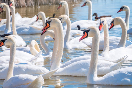 A large flock of graceful white swans swims in the lake., Swans in the wild. The mute swan, latin name Cygnus olor.の写真素材