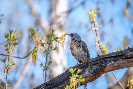 Fieldbird sits on a branch in spring with a blurred background. Fieldfare, Turdus pilaris.