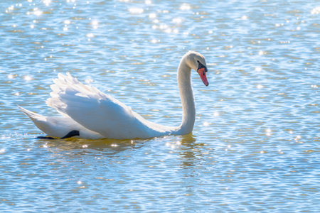 Graceful white Swan swimming in the lake, swans in the wild. Portrait of a white swan swimming on a lake. The mute swan, latin name Cygnus olor.の写真素材