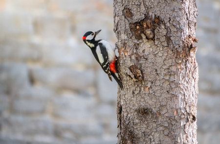 Little woodpecker sits on a tree trunk. A woodpecker obtains food on a large tree. The great spotted woodpecker, Dendrocopos majorの写真素材