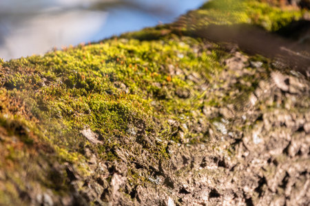 Fluffy soft green moss in the forest. Soft moss carpet. Detailed image of moss. Background image.