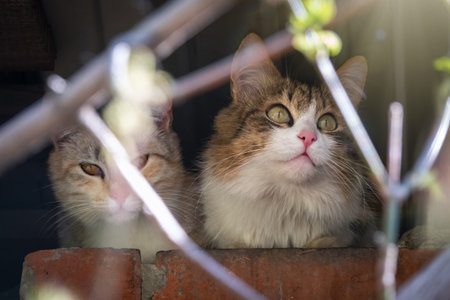 Stray cats in abandoned building. Two adorable street cats on brick grunge fence wall background in...