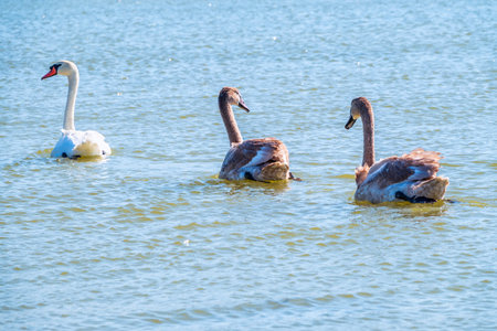 A white mute swan with orange and black beak and young brown colored offspring with pink beak swimming in a lake with blue water on a winter sunny day. The mute swan, latin name Cygnus olor.の写真素材