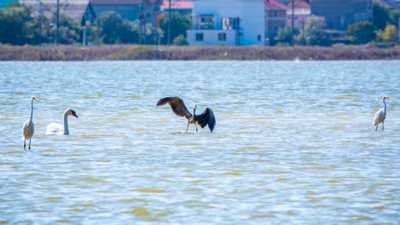 A graceful gray heron flying low over the surface of a lake and lands on the water. The gray heron, Ardea cinerea, is a long-legged predatory wading bird of the heron family,の写真素材