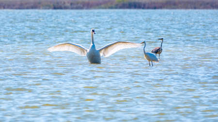 Graceful water birds, white Swan and white and gray herons swimming in the lake. The mute swan, lat. Cygnus olor and Small White Heron, lat. Egretta garzettaの写真素材