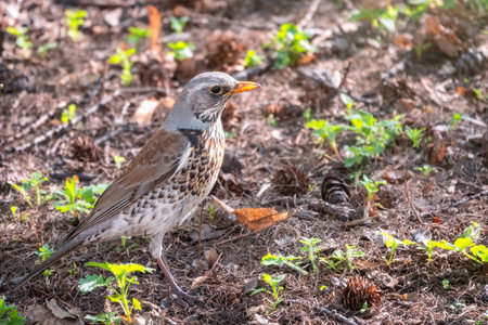 Fieldfare on a spring lawn. Fieldfare, Turdus pilaris. Close-up of foraging parent animal collecting food.の写真素材