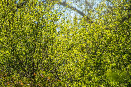 Green bushes with young leaves in the sunset. Background springtime image.