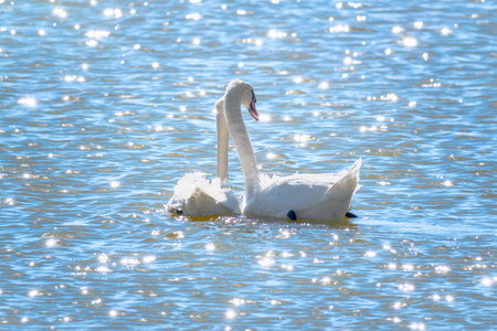 Two Graceful white Swans swimming in the lake, swans in the wild. The mute swan, latin name Cygnus olor.の写真素材