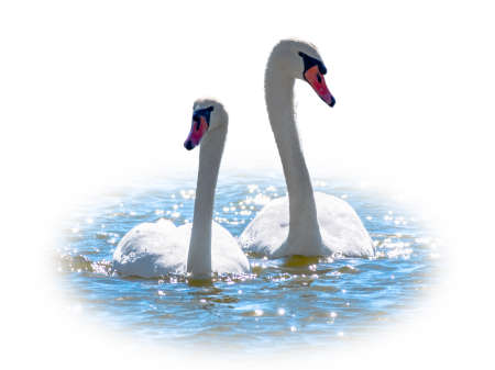 Two Graceful white Swans swimming in the lake, isolated on white background. Mating games of a pair of white swans. Swans swimming on the water. Valentine's Day background. Mute swan, lat. Cygnus olorの写真素材