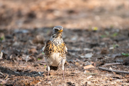 Fieldfare on a spring lawn. Fieldfare, Turdus pilaris. Close-up of foraging parent animal collecting food.の写真素材