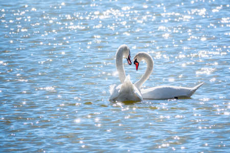 Two Graceful white Swans swimming in the lake, swans in the wild. The mute swan, latin name Cygnus olor.の写真素材