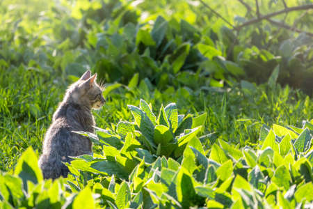 A beautiful fluffy gray cat sits on a green lawn in the sunset light. Stray cat gray color on the background of green grass. Homeless animals.の写真素材