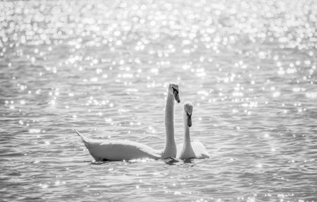 Two Graceful white Swans swimming in the lake, swans in the wild. The mute swan, latin name Cygnus olor.の写真素材