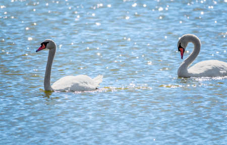 Two Graceful white Swans swimming in the lake, swans in the wild. The mute swan, latin name Cygnus olor.の写真素材