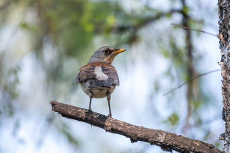 Fieldbird sits on a branch in spring with a blurred background. Fieldfare, Turdus pilaris.の写真素材