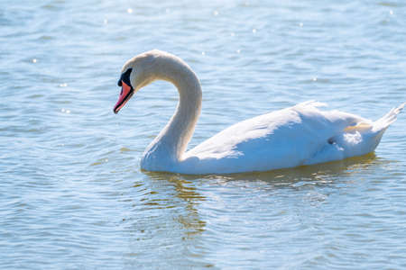 Graceful white Swan swimming in the lake, swans in the wild. Portrait of a white swan swimming on a lake. The mute swan, latin name Cygnus olor.の写真素材