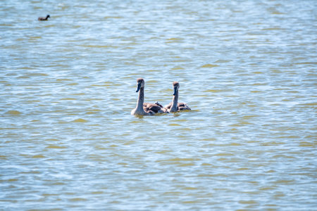 Two young brown colored white swans swimming in a lake with blue water on a sunny day. The mute...