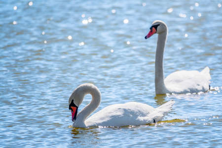 Two Graceful white Swans swimming in the lake, swans in the wild. The mute swan, latin name Cygnus olor.の写真素材