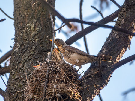 Thrush fieldfare, Turdus pilaris, in a nest with chicks. The Fieldfare with chicks in the wild...