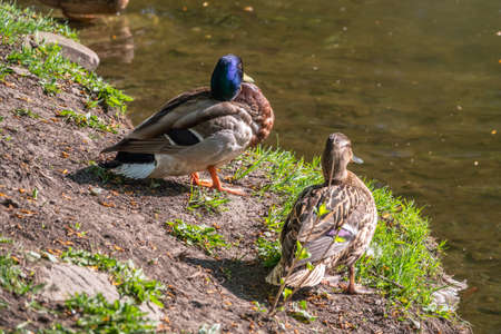 A duck stands on its paws on the shore of a pond. Mallard, lat. Anas platyrhynchos, femaleの写真素材