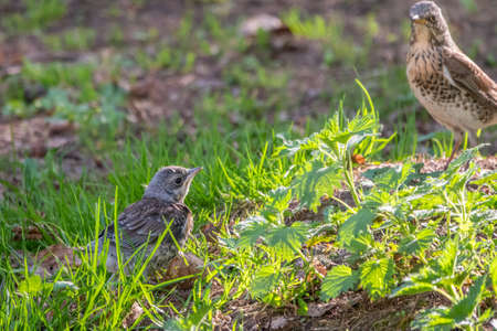 A fieldfare chick, Turdus pilaris, has left the nest and sitting on the spring lawn. A fieldfare chick sits on the ground and waits for food from its parents. Wildlife scene from spring forest.の写真素材