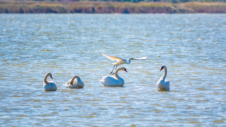 Graceful water birds, white Swan and white and gray herons swimming in the lake. The mute swan, lat. Cygnus olor and Small White Heron, lat. Egretta garzettaの写真素材