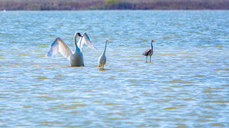 Graceful water birds, white Swan and white and gray herons swimming in the lake. The mute swan, lat. Cygnus olor and Small White Heron, lat. Egretta garzettaの写真素材