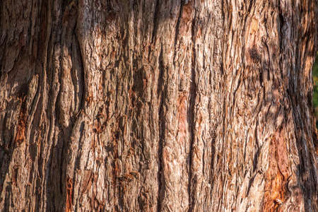 Texture of the bark of Giant Sequoiadendron tree. Sequoiadendron giganteum or giant sequoia, or giant redwood, Sierra redwood, Sierran redwood, Wellingtoniaの写真素材