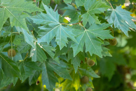 Green Leaves and young futis of Pltatanus oreintalis tree in sunset light. Platanus orientalis, the Old World sycamore or Oriental plane.の写真素材