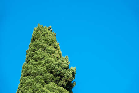 The top of Cupressus tree on blue sky background. Tall evergreen tree with a pyramidal crownの写真素材