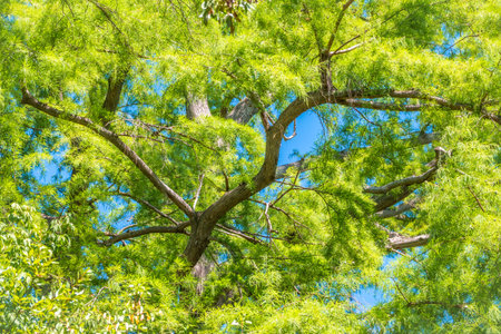 Leaves and cones of a cypress evergreen. Dense cypress branches with needles and fruits. Bald cypress, lat. Taxodium distichumの写真素材