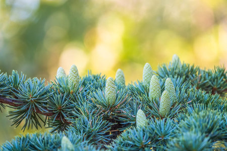 Fir branches with fresh green cones in the sunset light. Young green cones of spruce in the summer. Spruce branches on green background. Background of Christmas tree branches.の写真素材