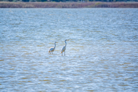 Two white herons stands in the lake. Small White Heron, lat. Egretta garzetta, looking at fish in shallow waterの写真素材