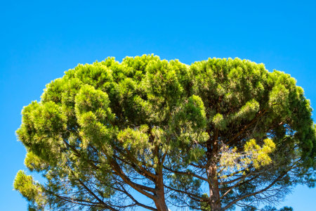 Green pine tree with long needles on a background of blue sky. Crown of lush green pine tree with...