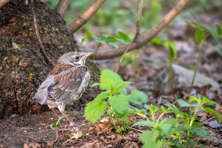 A fieldfare chick, Turdus pilaris, has left the nest and sitting on the spring lawn. A fieldfare chick sits on the ground and waits for food from its parents. Wildlife scene from spring forest.の写真素材