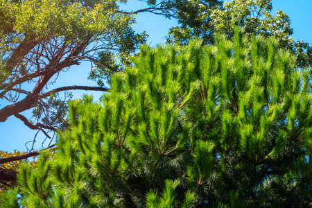 Closeup photo of green needle pine tree. Small pine cones at the end of branches. Blurred pine needles in background. Background of Christmas tree branches.の写真素材