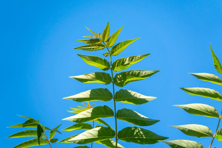 Spring branches with fresh green leaves on a background of blue sky. Spring leaves and blue sky as...