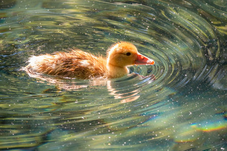Cute little duckling swimming alone in a lake with green water. Agriculture, Farming. Happy duck. Cute and humorの写真素材