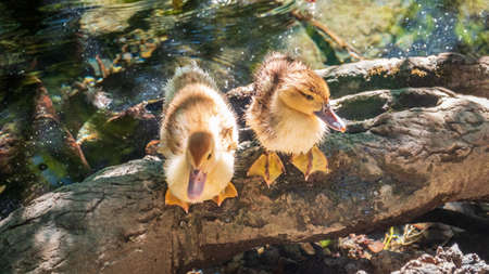 Cute little ducklings standing in a lake coast. Agriculture, Farming. Happy duck. Cute and humorの写真素材